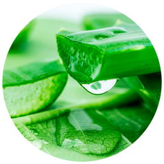 Aloe Vera Extract