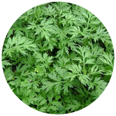 Argyl Leaf Extract
