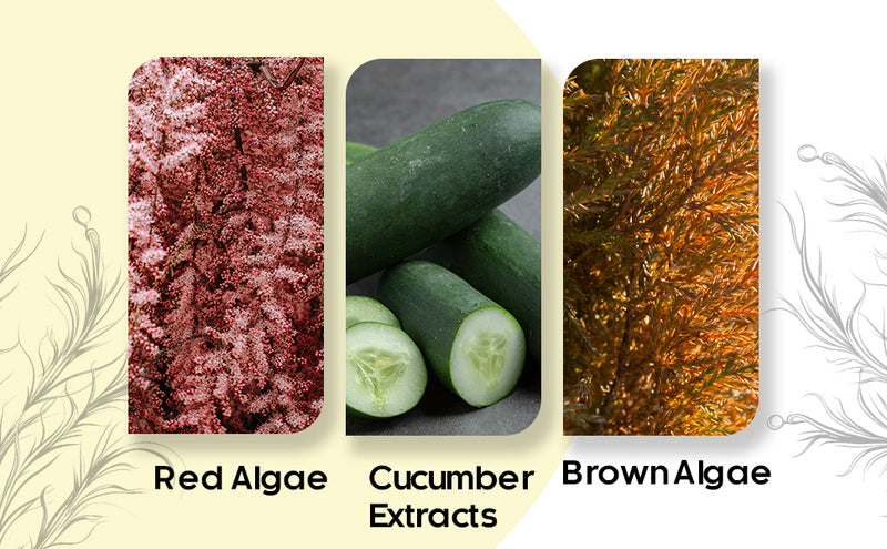 Proads Bleach Cream - 225 g + 20 ml image 3