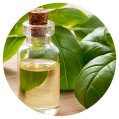 Basil Oil