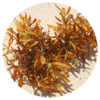 Brown Algae