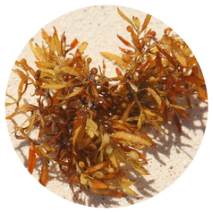 Brown Algae Extract