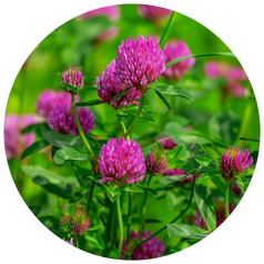 Clover Leaf Extract
