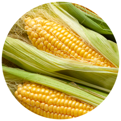 Corn Extracts