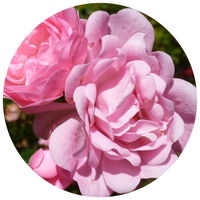 PINK ROSE PETALS
