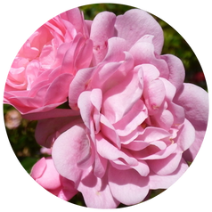 Fairy Rose Extract