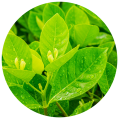 Green Tea Extracts