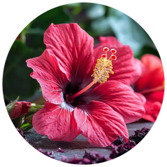 Hibiscus Flower Extract