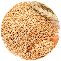 Wheat