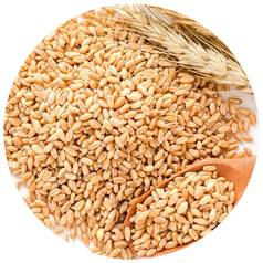 Hydrolyzed Wheat Protein