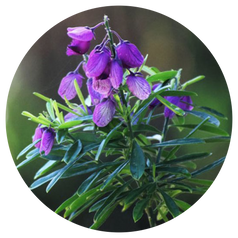 Indigo Naturalis Extract