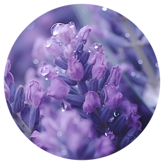 Lavender Oil