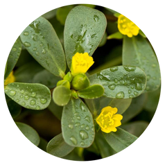 Portulaca Oleracea Extract
