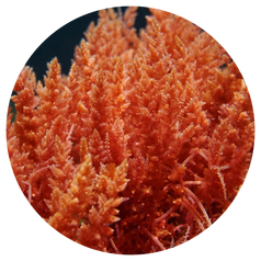Red Algae Extract