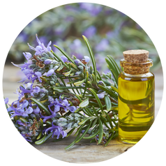 Rosemary Flower Extract