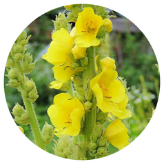 Verbascum Thapsus Extract